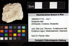 Foto (Objket + Etiketten) von Decapoda indet. 